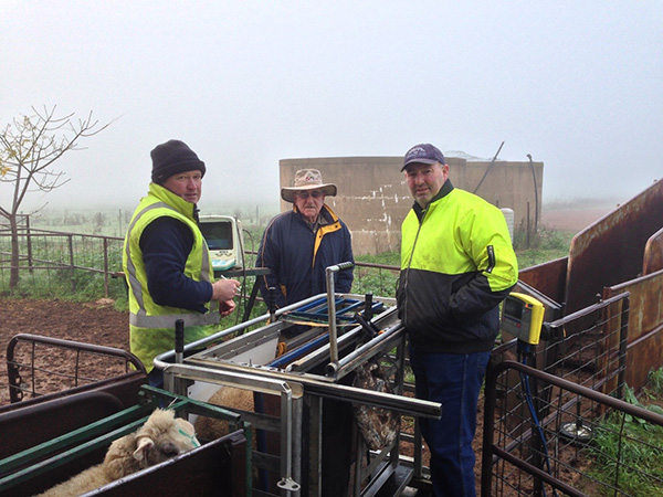 Trevor Pearce, Ian Sharrock and Ian Murphy on a cold morning doing the 200 day Lambplan measurements.