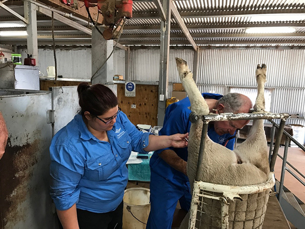 Alan Sharrock with Ebony helping on the annual AI program