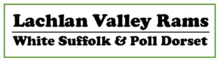 Lachlan Valley Rams | White Suffolk & Poll Dorset